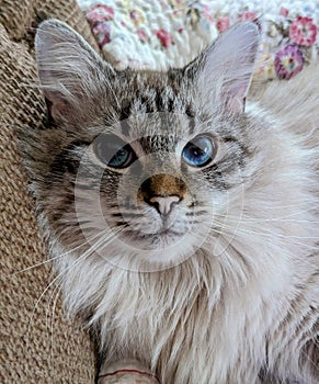 Neva Masquerade Cat With Deep Blue Eyes