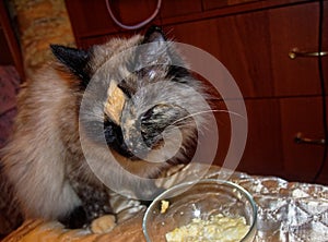 The Neva masquerade cat is eating from a transparent bowl