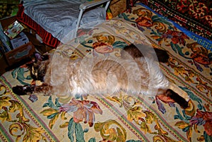 Neva masquerade cat resting on the carpet