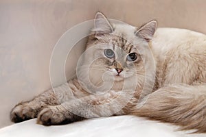 Neva masquerade cat or siberian cat color color point with blue eyes