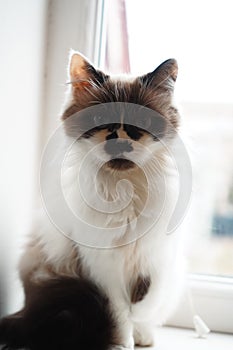 A Neva Masquerade cat sits confidently, showing off its iconic mask-like face and vivid blue eyes. The plush fur adds a photo