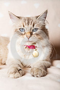 Neva Masquerade Cat, variety of the Siberian cat