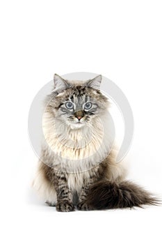 Neva Masquerade Siberian Domestic Cat, Seal Tabby Point Colour, Male against White Background