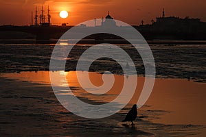 Neva river winter sunset with crows on ice, Saint-Petersburg