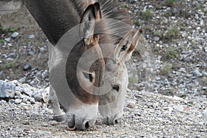 Nevada Charms, wildlife, donkeys, wild burros