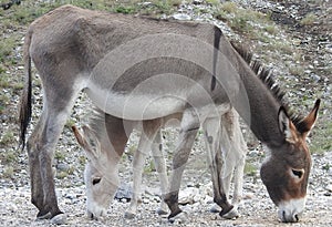 Nevada Charms, wildlife, donkeys, wild burros