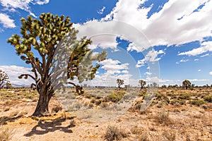 Nevada Desert photo