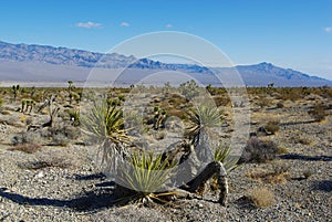 Nevada Desert near Las Vegas