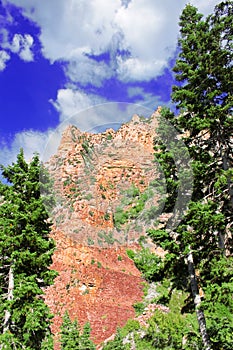 Nevada Mountain Forest Landscape