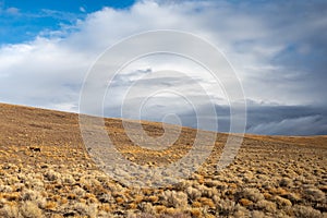 Nevada Mountain landscape with sagebrush and Wild Mustang Horses with a dramatic cloudy sky.