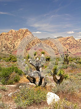 Nevada Panorama photo