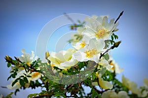 Wild White Rose photo