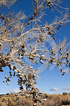 Nevada Shoe Tree