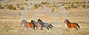 Nevada Wild Horses