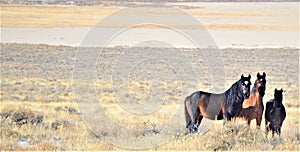 Nevada Wild Horses