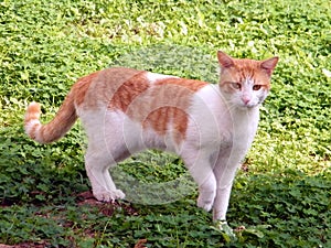 Neve Monosson Cat 2011