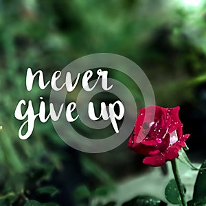 never give up, red roses