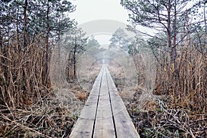 Neverending road to forest