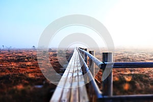 Road to swamp and forest