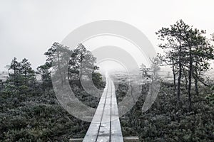 Road to swamp and forest