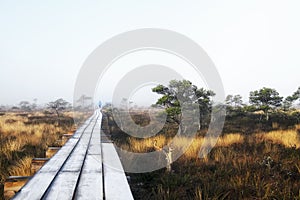 Neverending road to swamp and forest