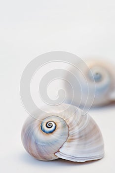 Neverita Duplicata Shark Eye Sea Snail Shell