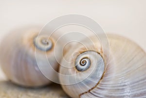 Neverita Duplicata Shark Eye Sea Snail Shell