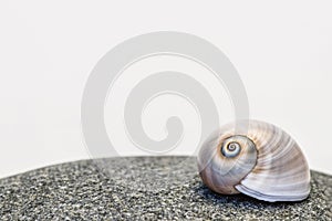 Neverita Duplicata Shark Eye Sea Snail Shell