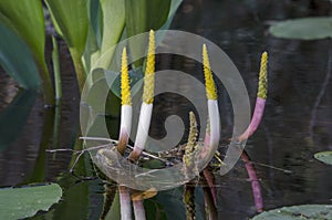 Neverwet Golden Club, Okefenokee Swamp National Wildlife Refuge