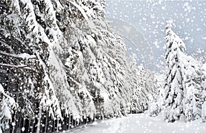 Nevicata sul bosco con abeti