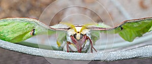 New adult Luna or moon velvet moth - Actias luna - fresh still filling wings full of fluid. Lime green wing color with red rust