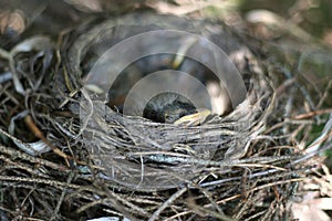 New American Robin Peeking from Nest
