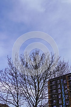 New apartments building in Lasnamae district. Tree in the front. Tallinn, Estonia, Europe. March 2024.