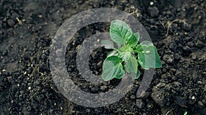 Baby Green Plant Sprouting from Rich Soil