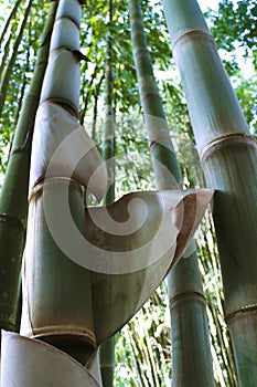 Bambú un árbol para ver abajo enfocar sobre el cuatro principal bambúes 