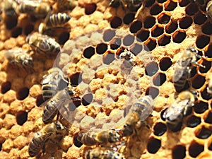 New bee born from comb