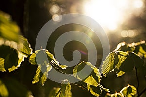 New beech leaves with back light