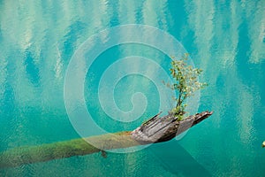 A new beginning. The sapling growing from a rotten tree fallen into the lake.