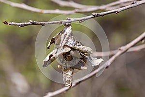 New beginning in spring, insect nest in a park in spring