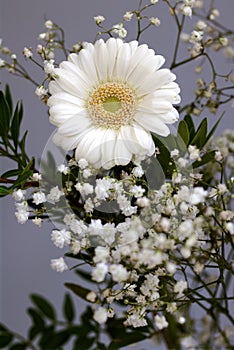 New beginnings bouquet Daisy flowers white petals loyal love