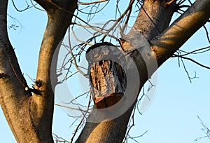 new birdhouse for Parus major, who likes nesting booths with 2cm hole