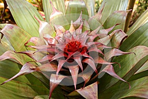 New bloom emerges from Alcantarea imperalis bromeliad.