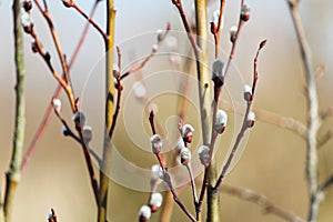 New blossom of willow, Salix caprea, spring time