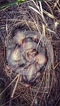 New Born Babies of Red vented bulbul in nets our geen garden