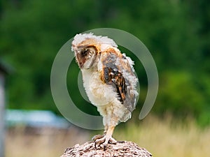 New-Born Baby Barn Owl