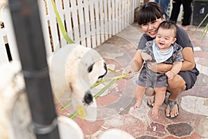 New born baby boy feeding grass for sheep in the farm