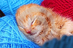 New born baby cat sleeping. Cute beautiful little few days old orange cream color kitten.