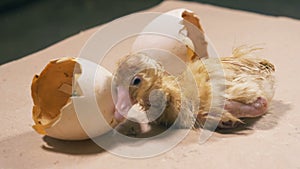 New-born baby duck is shaking near the broken eggshell