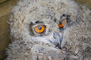 Baby captive born european eagle owl