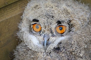 Baby captive born european eagle owl